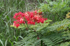 Caesalpinia pulcherrima